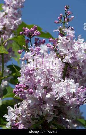 Light, Vivid, Lilac, Syringa Madame Antonie Buchner, Bright, Flowers, Syringa vulgaris, Terminal, Lebendig, Blühend Stockfoto