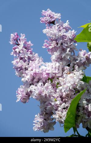 Flieder, schön, Syringa 'Madame Antonie Buchner', französischer Flieder, blühend, Frühling, blühend, Gemeiner Lilac Syringa vulgaris Stockfoto