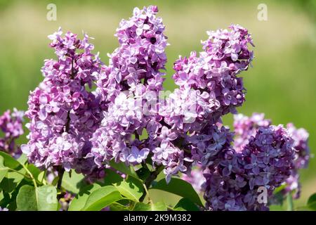 Französisches Flieder, Syringa vulgaris 'Georges Bellair', Blumenstrauß, Strauß, Bright, Lila, Syringa, Lila, Duft, Blumen Stockfoto