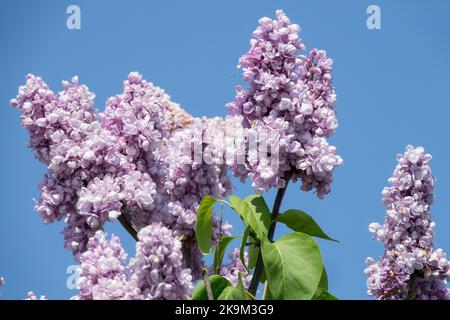 Blüte, Strauch, Lavendel, Rispen, Duft, Flieder, duftend, französischer Flieder, Syringa Perle von Stuttgart Stockfoto