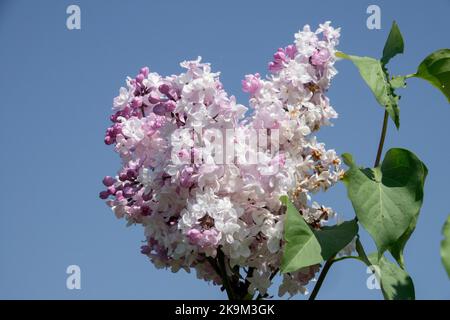 Syringa x Hyazinthiflora, Blume, duftend, Blüten, duftend, Syringa „Sweetheart“, Flieder, aromatisch, Pflanze, blühender Garten April Stockfoto