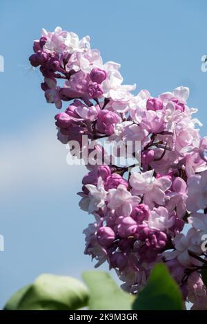 Hell, Blume, gemeine Flieder, Porträt, Syringa x hyazinthiflora, Schön, Blüte, Syringa, Terminal, Rispe Stockfoto