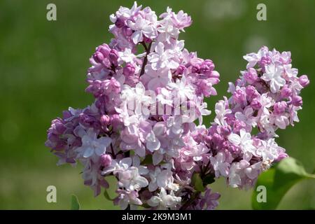 Gemeine Flieder, Blume, Hell, Lavendel, Farbe, Französischer Flieder, Syringa vulgaris „Sweetheart“, lebhaft, Blumen Stockfoto