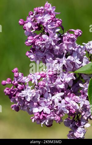 Hell, Lila, Flieder,Syringa vulgaris Prof. Józef Brzeziński, Gemeine Flieder, Blume Stockfoto