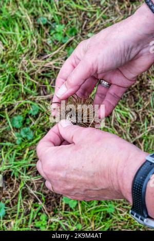 Frau bricht den Samenkopf aus einem gemeinsamen Teelöffel, Dipsacus fullonum, um die Samen zu verbreiten. Stockfoto