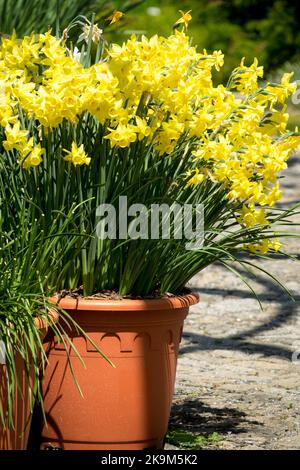 Frühling, Narzissen im Topf, Narzissen, Gelb, Blüte, Narzissen, Topf, Blüte, Pflanze, Blumenbehälter Narzisse „Sonnenlicht Sensation“ Stockfoto