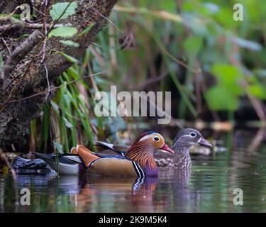 Ein Paar Mandarin Duck aix galericulata auf dem Wasser in Little Beck im North Yorkshire National Park, Großbritannien Stockfoto