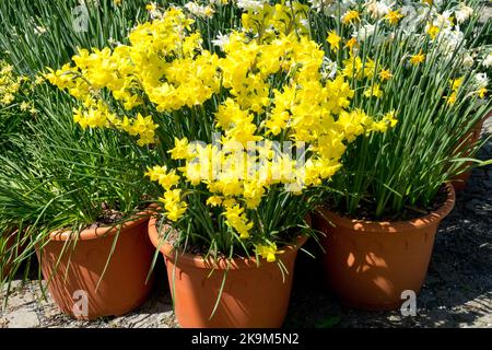 Frühling, Narzissen in Töpfen, Narzissen, Gelb, Blüten, Blüte, Narzissen, Töpfe, Blüte, Pflanztopf Behälter Stockfoto