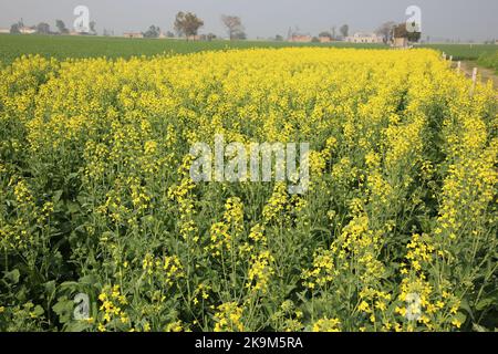 Senf gelbe Blumen Feldfrucht in indien beste Qualität Stockfoto