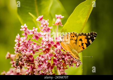 Ein schöner Schmetterling (Vanessa cardui) auf weißen Blüten und grünem Hintergrund. Stockfoto