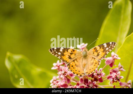 Ein schöner Schmetterling (Vanessa cardui) auf weißen Blüten und grünem Hintergrund. Stockfoto