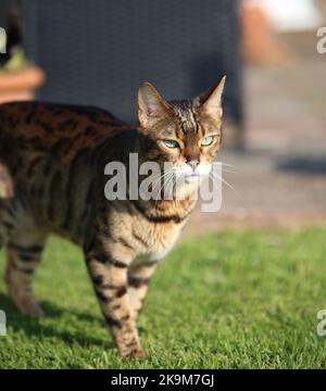 Busta und Blitz bengalen Brüder Stockfoto