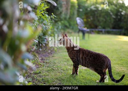 Busta und Blitz bengalen Brüder Stockfoto