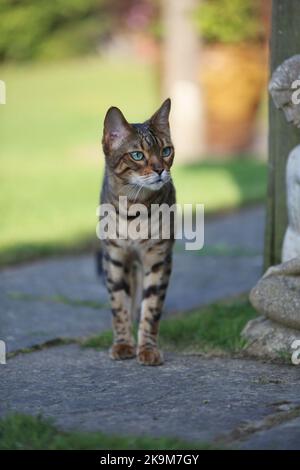 Busta und Blitz bengalen Brüder Stockfoto