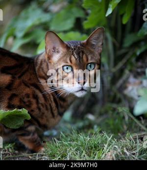 Busta und Blitz bengalen Brüder Stockfoto