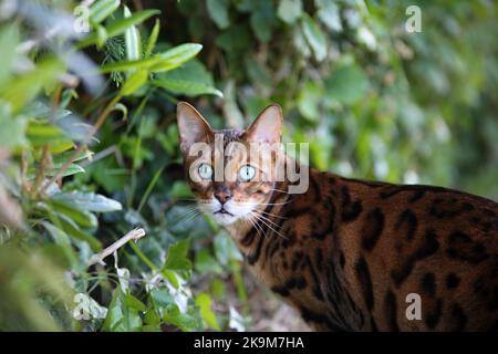 Busta und Blitz bengalen Brüder Stockfoto