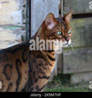 Busta und Blitz bengalen Brüder Stockfoto