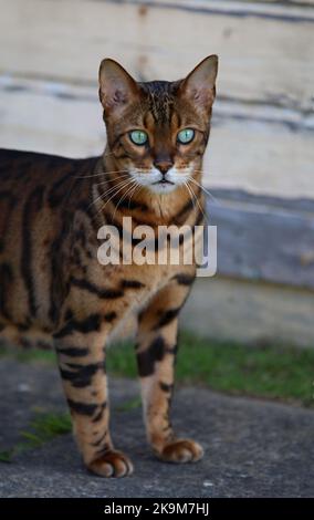 Busta und Blitz bengalen Brüder Stockfoto