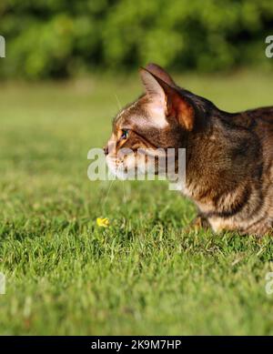 Busta und Blitz bengalen Brüder Stockfoto