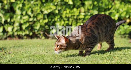 Busta und Blitz bengalen Brüder Stockfoto
