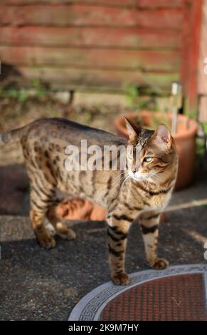 Busta und Blitz bengalen Brüder Stockfoto