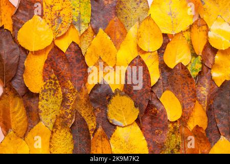 Muster aus gelben Blättern-roten Herbst Blätter Hintergrund. Saisonale Outdoor bunte Wallpaper Bild von gefallenen Blütenblättern Stockfoto
