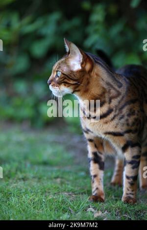 Busta und Blitz bengalen Brüder Stockfoto