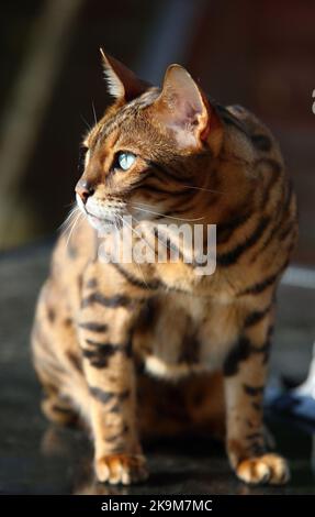 Busta und Blitz bengalen Brüder Stockfoto