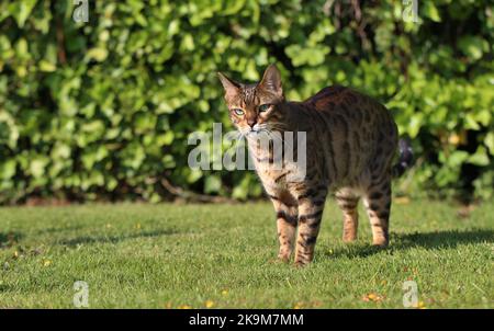 Busta und Blitz bengalen Brüder Stockfoto