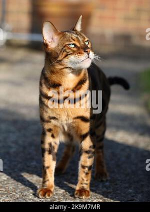 Busta und Blitz bengalen Brüder Stockfoto