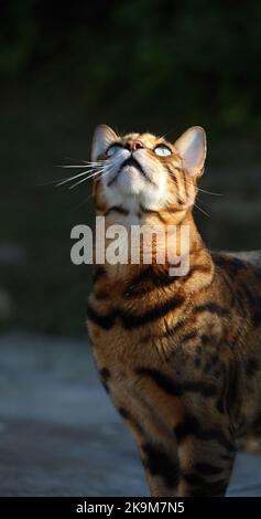 Busta und Blitz bengalen Brüder Stockfoto