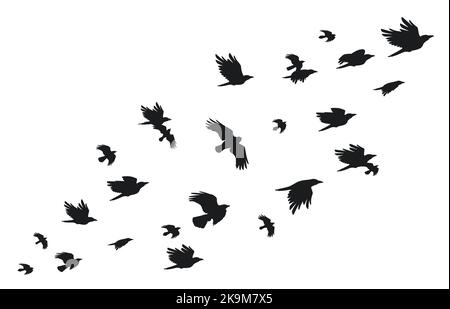 Schwarm Krähen. Fliegende schwarze Vögel in Himmel monochromen flattern Rabe Silhouette, Zugflug Gruppe von wilden Saatkrähen ornithologischen Konzept. Vektor Stock Vektor