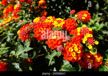 Lantana camara, Orange King, Republik Albanien Stockfoto