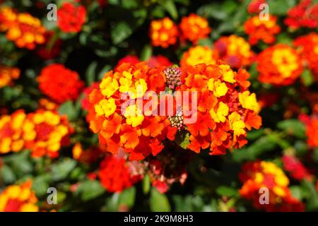 Lantana camara, Orange King, Republik Albanien Stockfoto