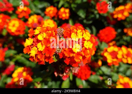 Lantana camara, Orange King, Republik Albanien Stockfoto