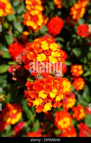 Lantana camara, Orange King, Republik Albanien Stockfoto