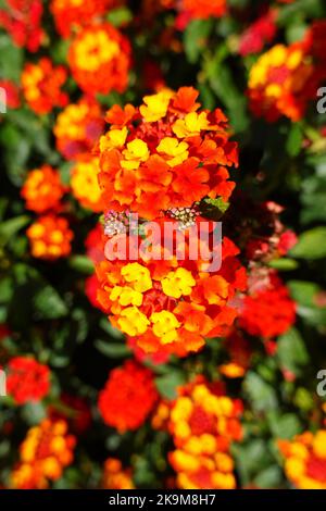 Lantana camara, Orange King, Republik Albanien Stockfoto