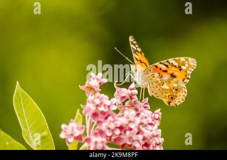 Ein schöner Schmetterling (Vanessa cardui) auf weißen Blüten und grünem Hintergrund. Stockfoto
