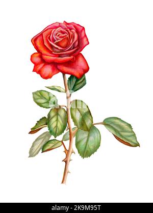 Farbige Bleistiftzeichnung einer roten Rose, traditionelle Illustration auf Papier. Stockfoto