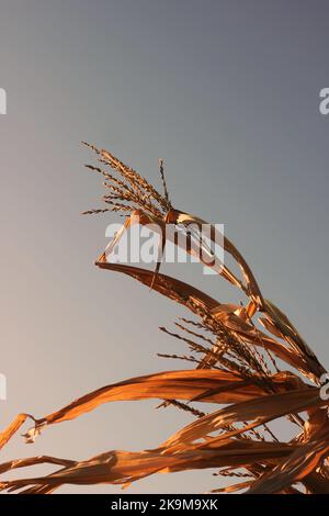 Herbst Ernte Maisstiele schwanken in den Feldern. Stockfoto