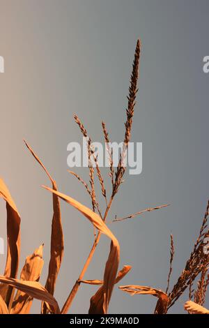 Herbst Ernte Maisstiele schwanken in den Feldern. Stockfoto