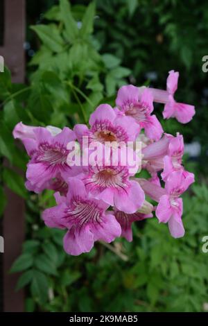 Städtische Bio-Farm im CBD-Gebiet KwunTong Kownloon von Hongkong Stockfoto