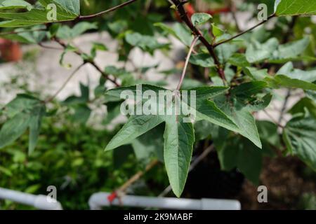 Städtische Bio-Farm im CBD-Gebiet KwunTong Kownloon von Hongkong Stockfoto