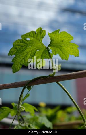 Städtische Bio-Farm im CBD-Gebiet KwunTong Kownloon von Hongkong Stockfoto