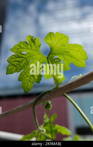 Städtische Bio-Farm im CBD-Gebiet KwunTong Kownloon von Hongkong Stockfoto