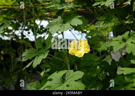 Städtische Bio-Farm im CBD-Gebiet KwunTong Kownloon von Hongkong Stockfoto