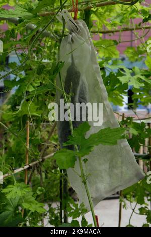 Städtische Bio-Farm im CBD-Gebiet KwunTong Kownloon von Hongkong Stockfoto