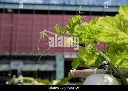 Städtische Bio-Farm im CBD-Gebiet KwunTong Kownloon von Hongkong Stockfoto