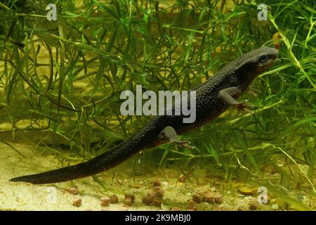 Nahaufnahme eines adulten weiblichen japanischen Feuerbauchmolchens, Cynops pyrrhogaster unter Wasser Stockfoto