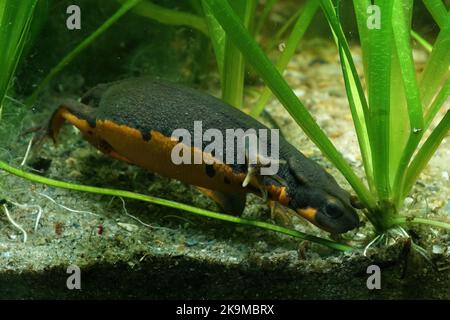 Nahaufnahme eines adulten weiblichen japanischen Feuerbauchmolchens aus Wasser, Cynops-Pyrrhogaster, der unter Wasser nach Nahrung sucht Stockfoto